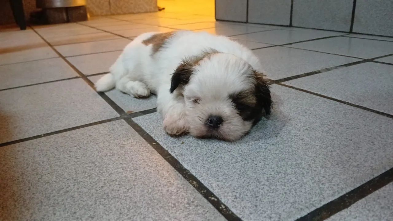 Filhote Shih Tzu - macho alto padrão 