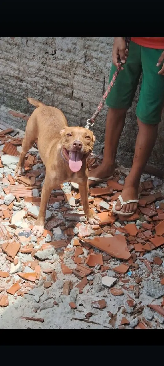 Pitbull Amigável para Adoção