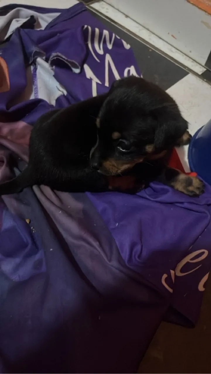 Filhote de Pinscher - Uma fofura!