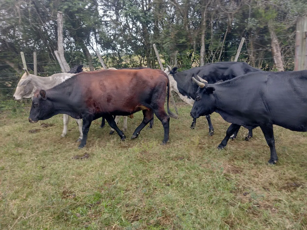 Barbada 7 vacas novas vazias.