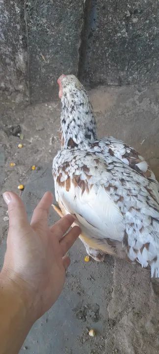 Galo, galinha garnizé, caipira e de granja (preço pelas 4 unidades) - Foto 4