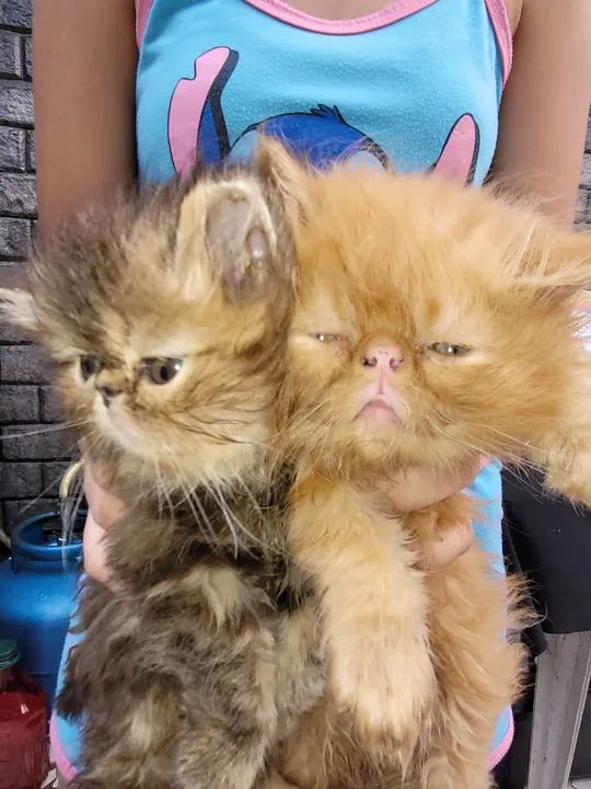 Lindos persas legítimos - Foto 3