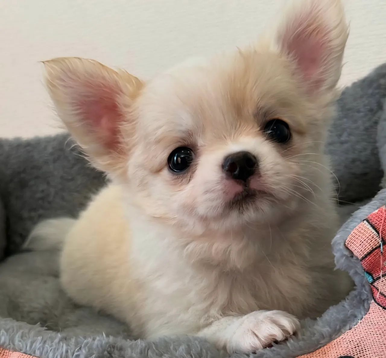 Chihuahua adorável e fofo! Pêlo longo machinho - Foto 2