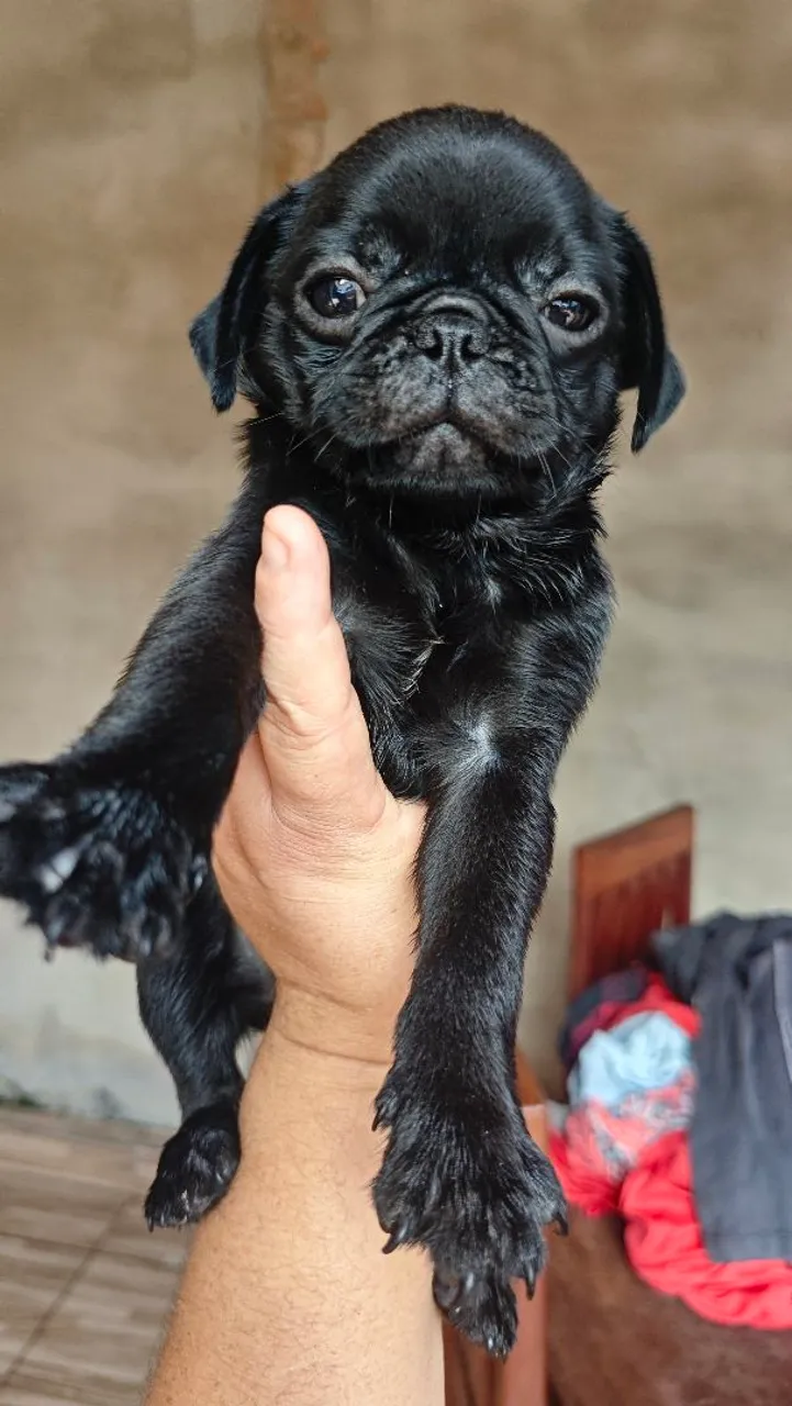 Filhote Pug - pretos