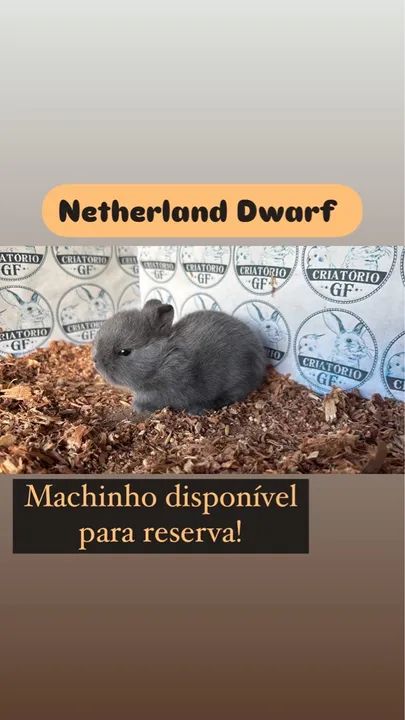 Filhote de Coelho Netherland Dwarf Macho - Foto 5