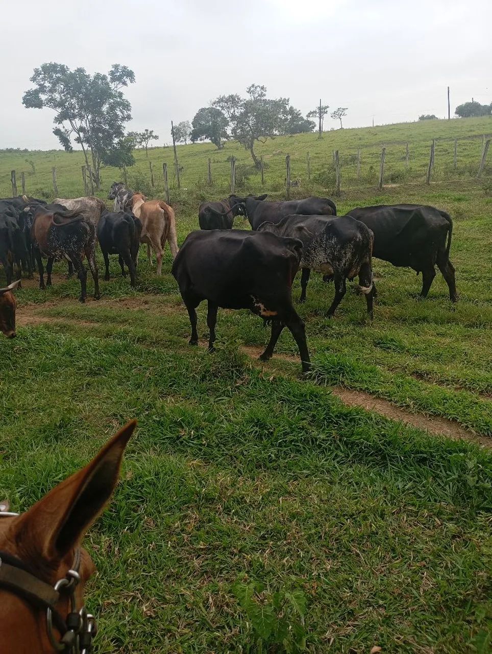 Vendo vacas leiteiras  - Foto 2