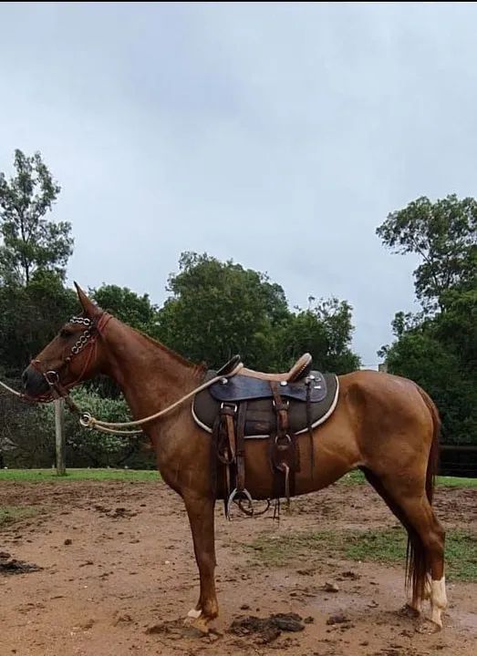 EGUINHA LUXO (barato no Pix) - Foto 2