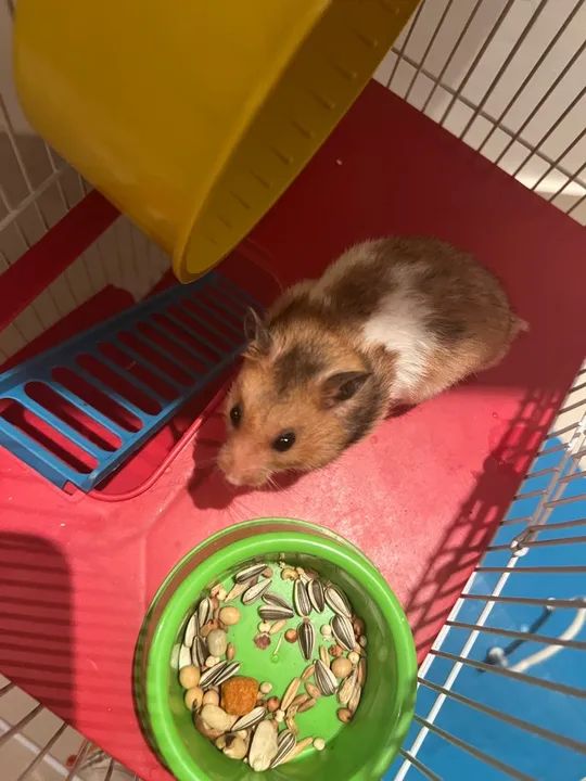 Vendo Hamster
