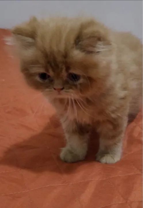 Gatinho Persa com olhos azuis - Foto 3