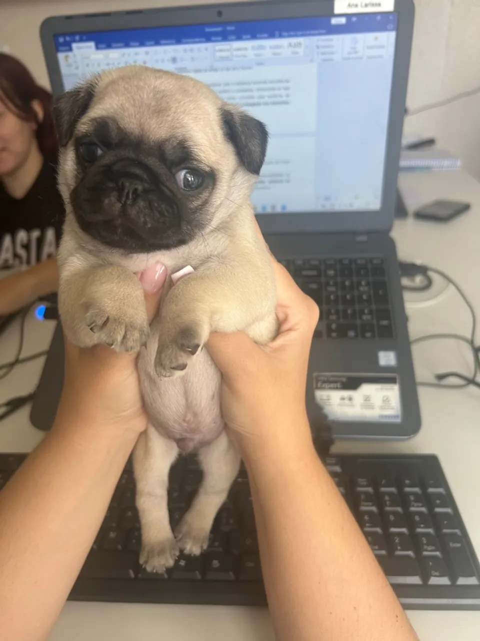 Filhote Pug
