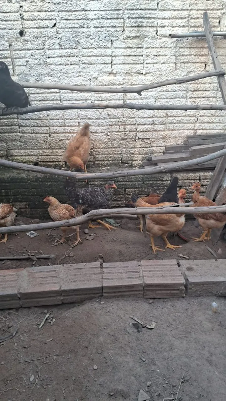 Frangos saudáveis e vibrantes