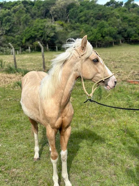 Potro Quarto de milha  - Foto 3