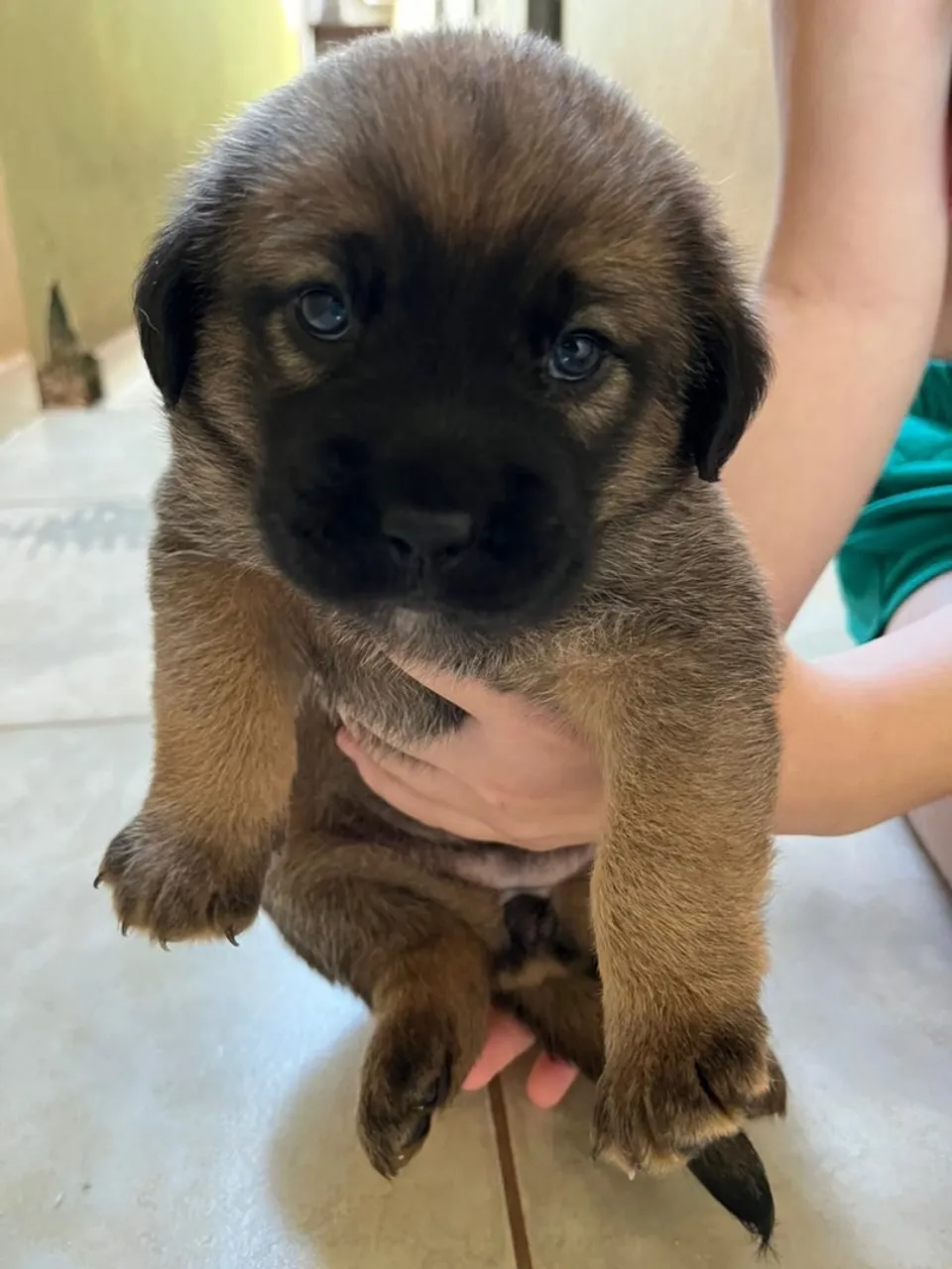 Doação Cachorrinho marca Box Misturado 1 fêmea 1 macho