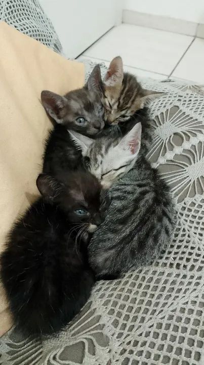 Gatos filhotes 