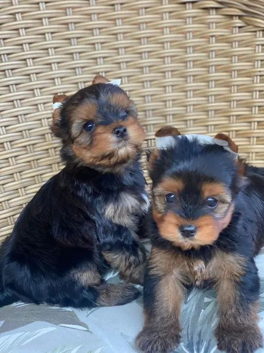 Yorkshire Terrier os menores da raça  - Foto 4