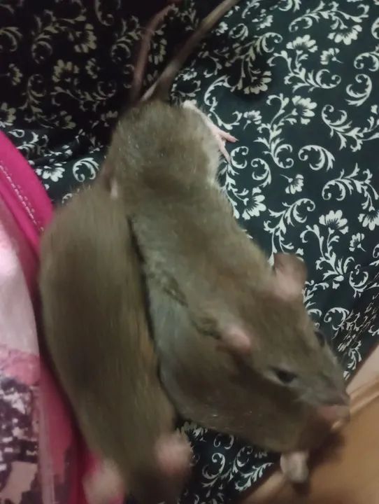 Ratos Twister Fêmea - Foto 2