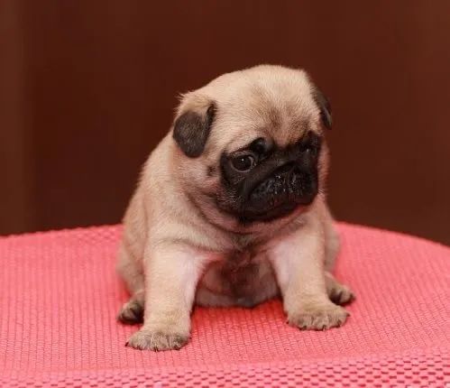  Fêmea e Macho , Pug Filhotinhos Para Apartamento  - Foto 4
