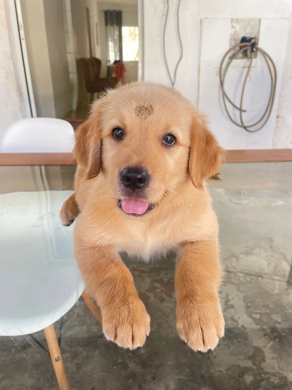 Golden Retriever filhote - Foto 2