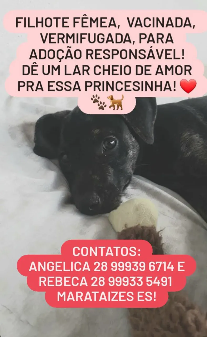 Filhote Fêmea para Adoção Responsável!