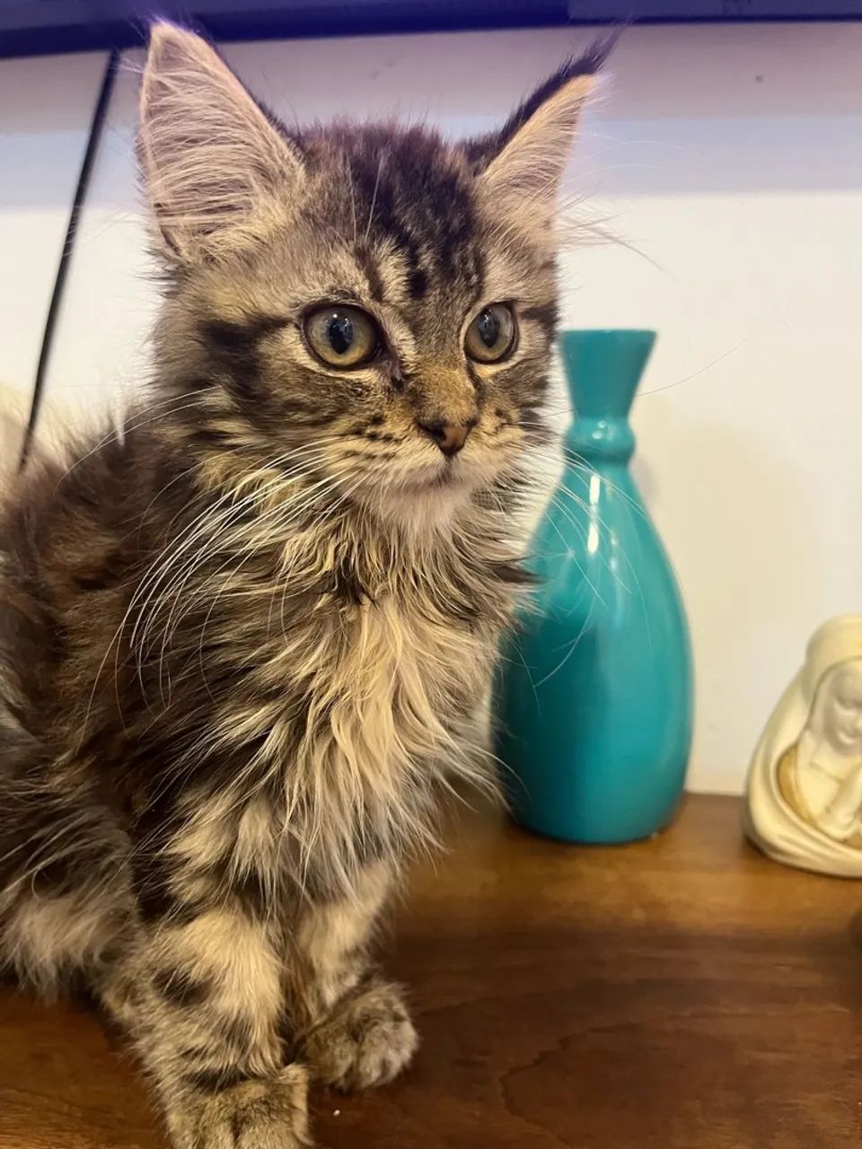 Gatinho Maine Coon disponível macho 