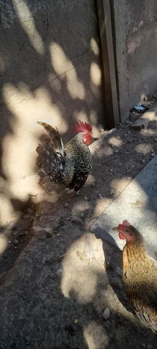 Galo, galinha garnizé, caipira e de granja (preço pelas 4 unidades) - Foto 3