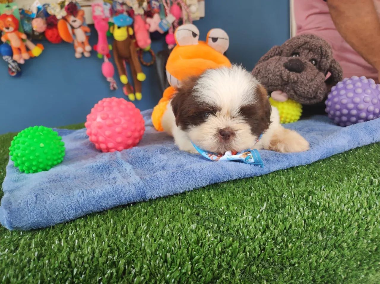 Shihtzu macho branco e chocolate olhos verdes 