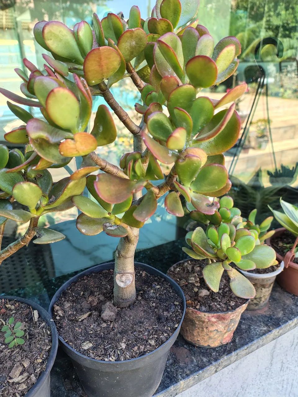 Suculentas Jade  - Foto 3