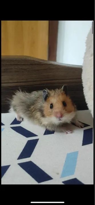 Hamster sírio  - Foto 2