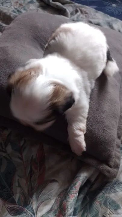 Filhote Shih Tzu - macho alto padrão  - Foto 4