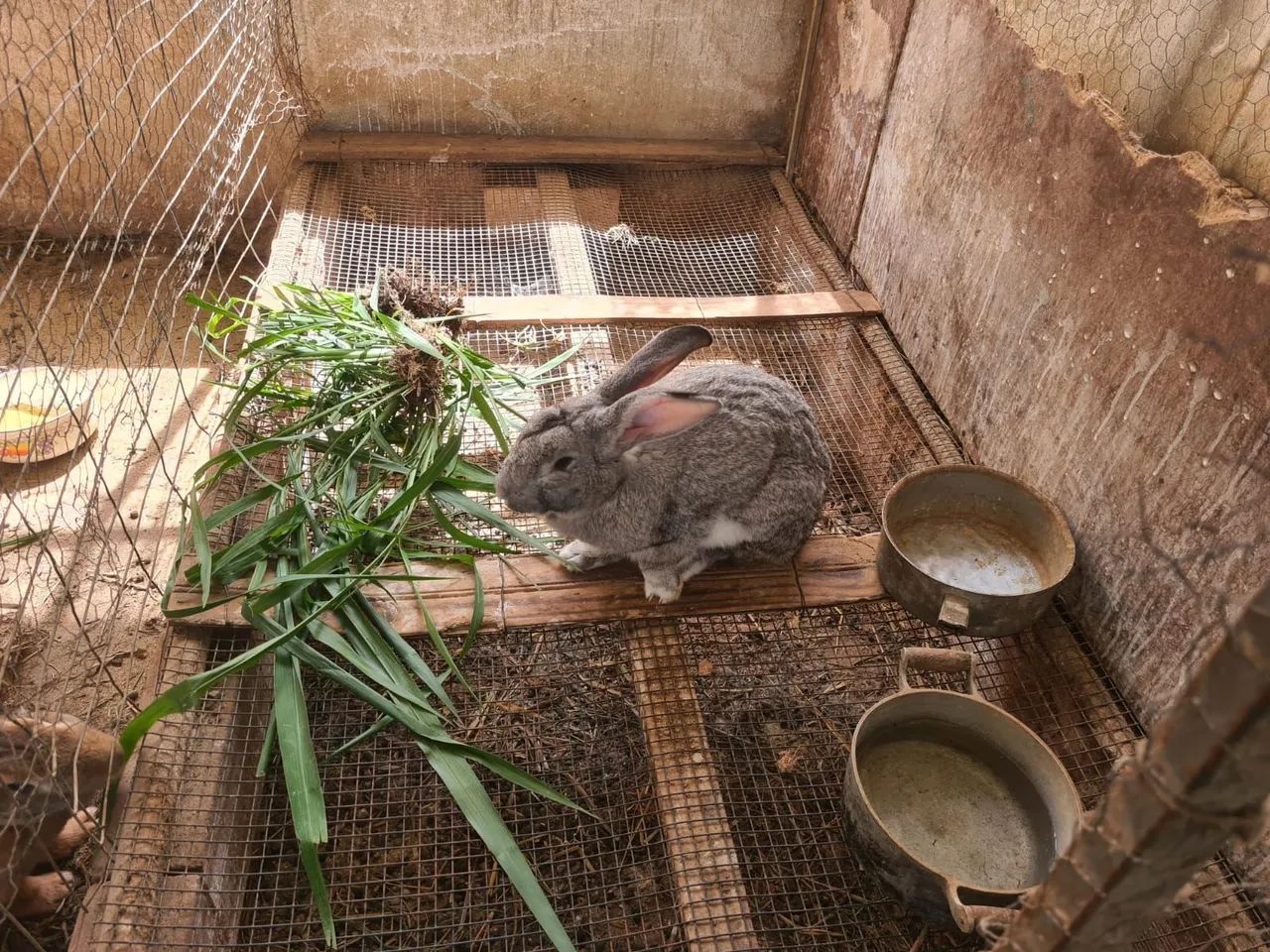 Coelhos Gigantes de Flandres - Foto 4