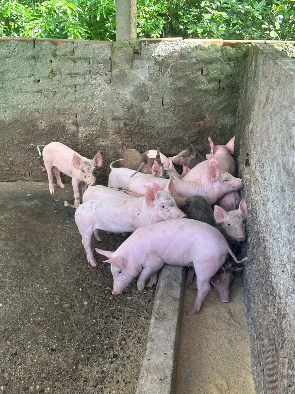 Leitões a Venda - Ótima genética! - Foto 2