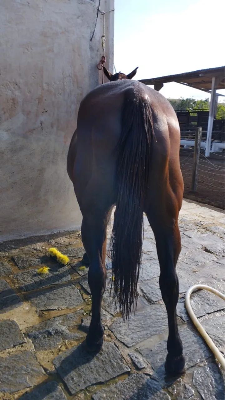 Égua QM (Direita) Documento,Meio sangue valor a Negociar .