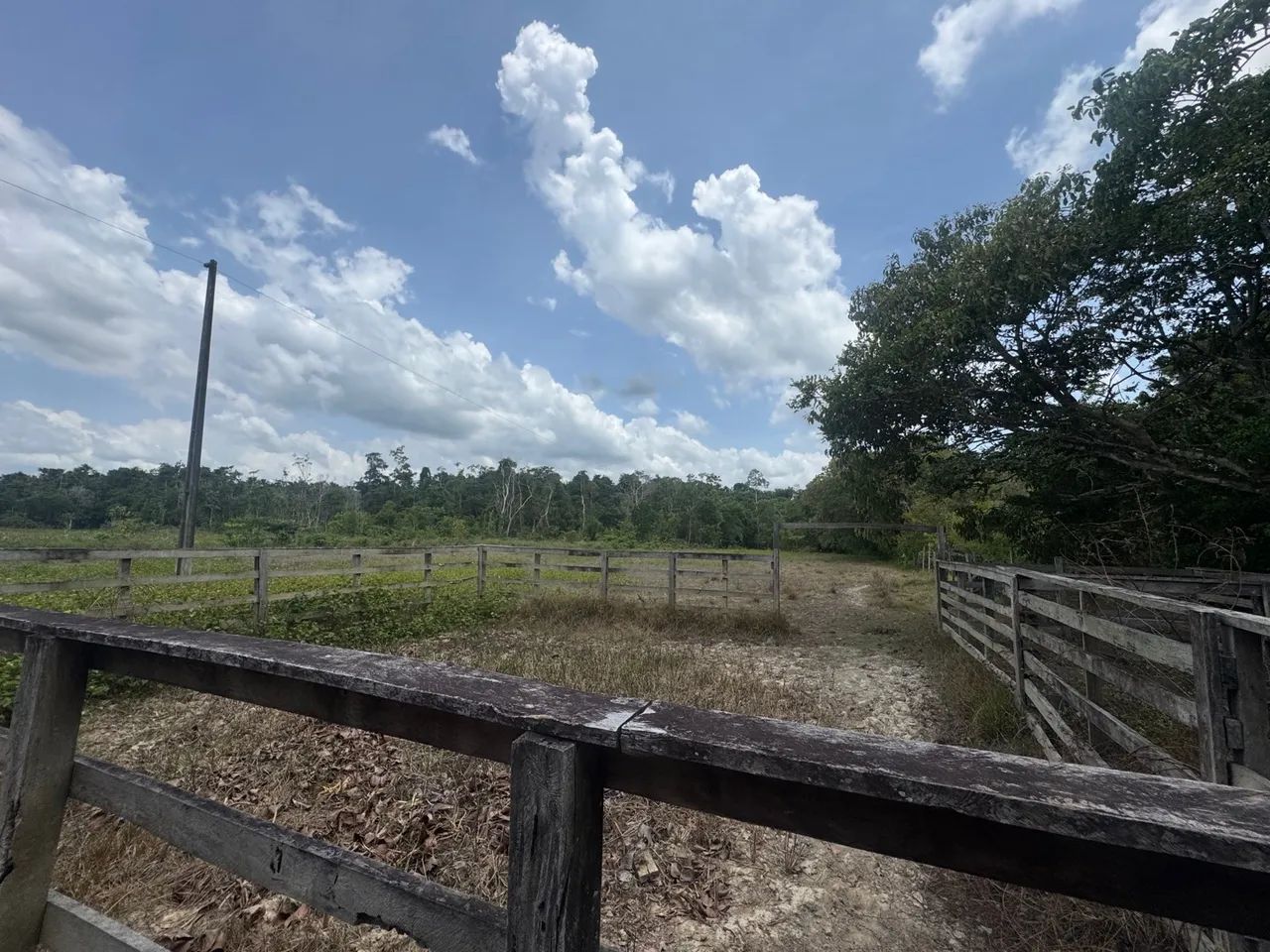 Fazenda para criação de Búfalos a 40km de Macapá - Foto 3