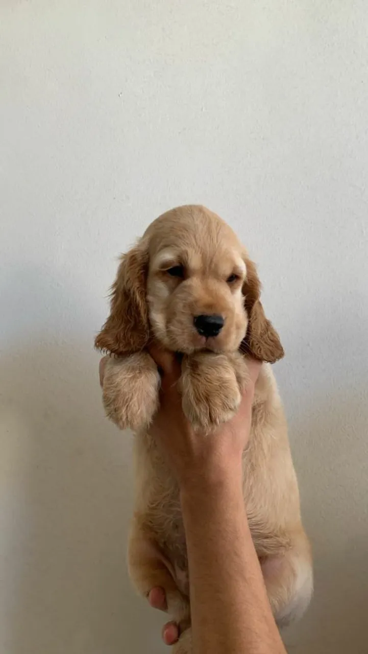 Filhote de Cocker Spaniel Inglês