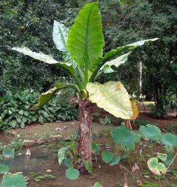 BANANEIRA D'ÁGUA  A Bela E Rara Typhonodorum Lindleyanum - Foto 4