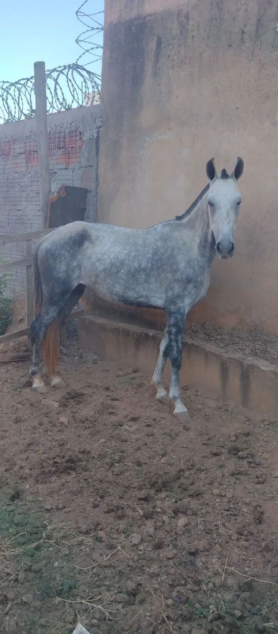 Égua manga larga registrada no provisório  - Foto 3