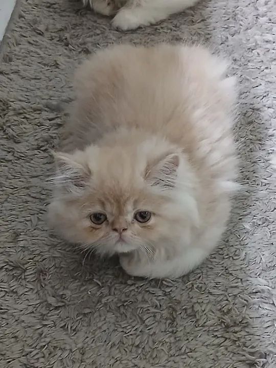 Filhote fêmea de persa - Foto 6