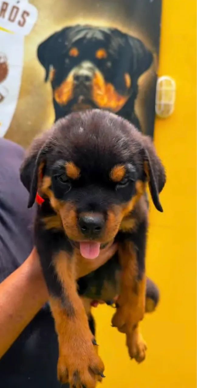 Filhote de Rottweiler - Canil Tempo de Kairós - Foto 2