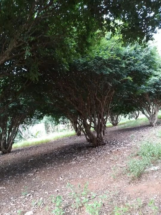 Pé de Jabuticaba - Foto 2