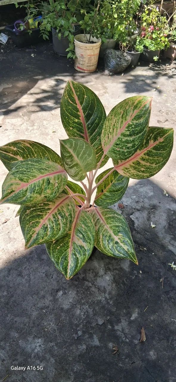 Aglaonema 