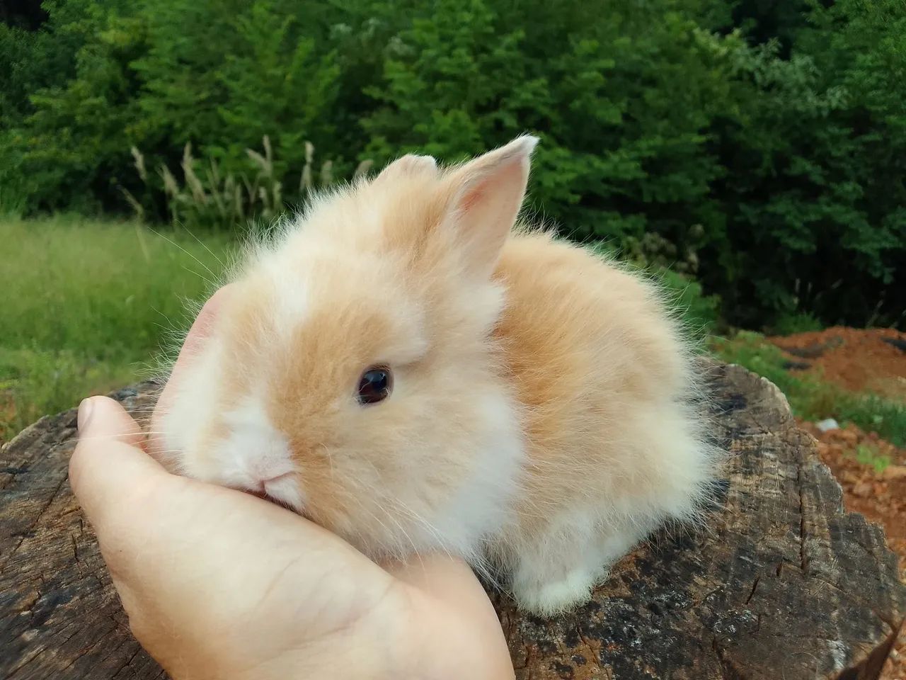 Mini coelho-Lion  - Foto 6