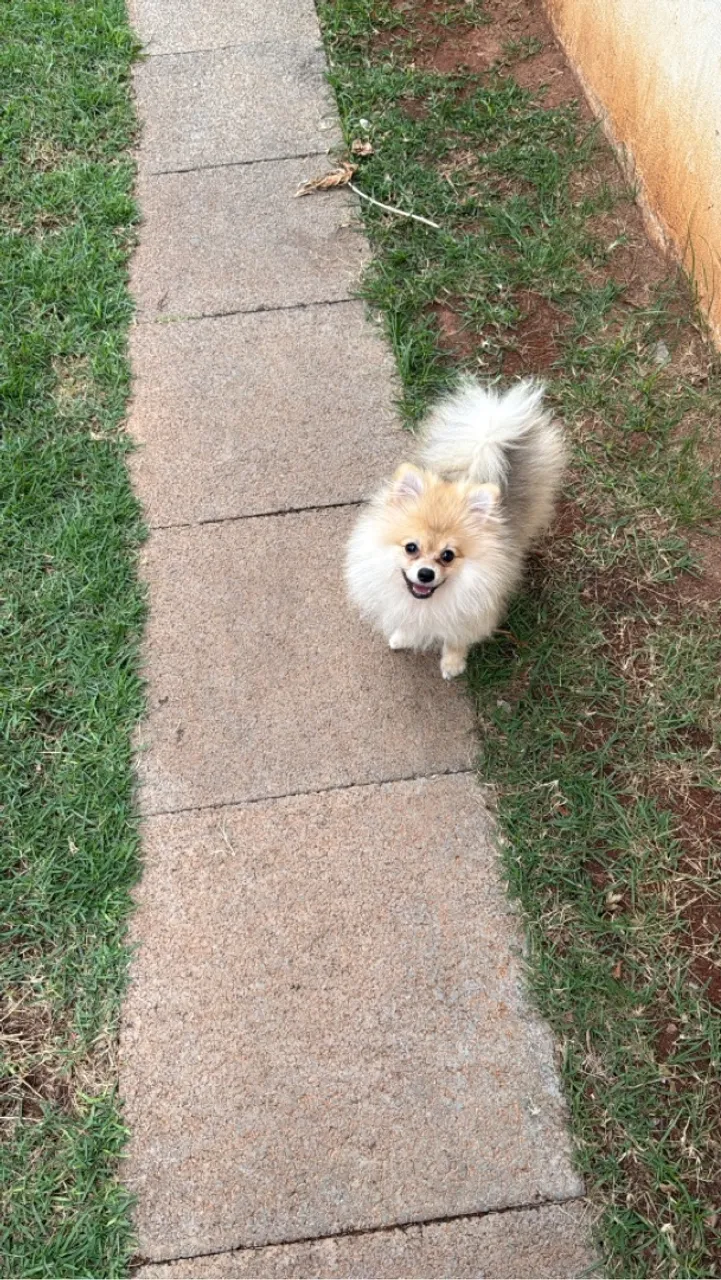 Filhote de Spitz Alemão 4 meses, machinho