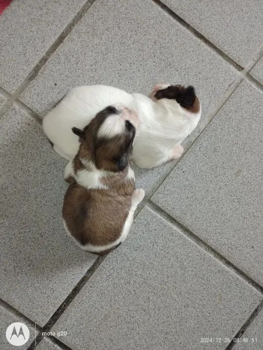Filhote Shih Tzu - macho alto padrão  - Foto 3