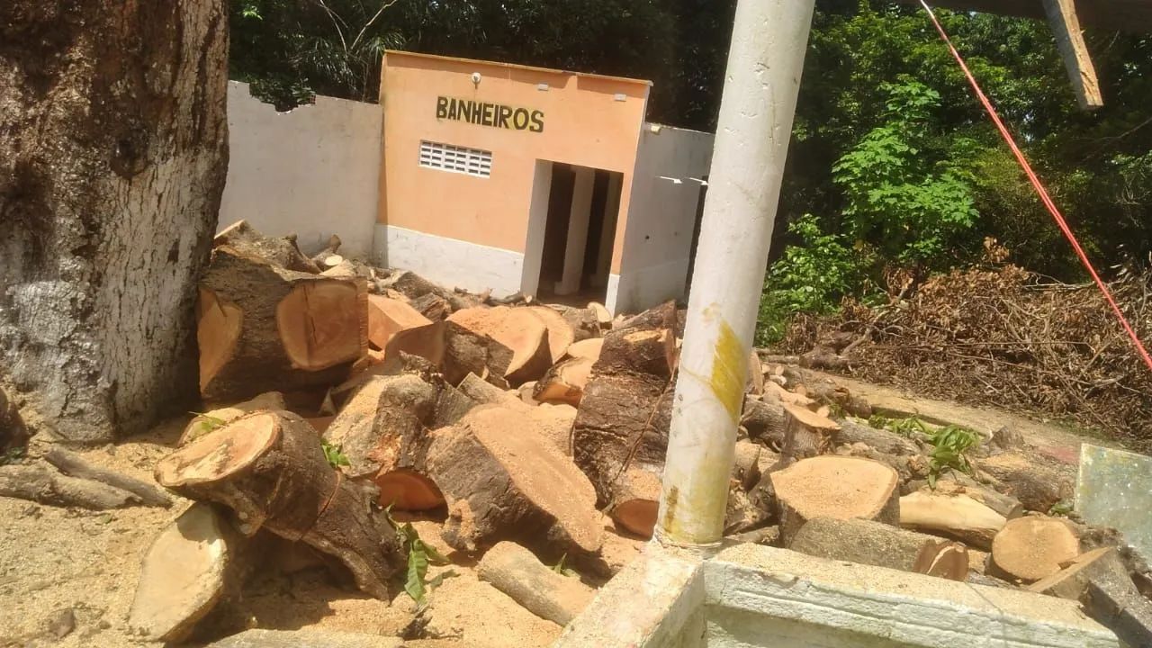 Cortes de Árvores em geral  - Foto 4