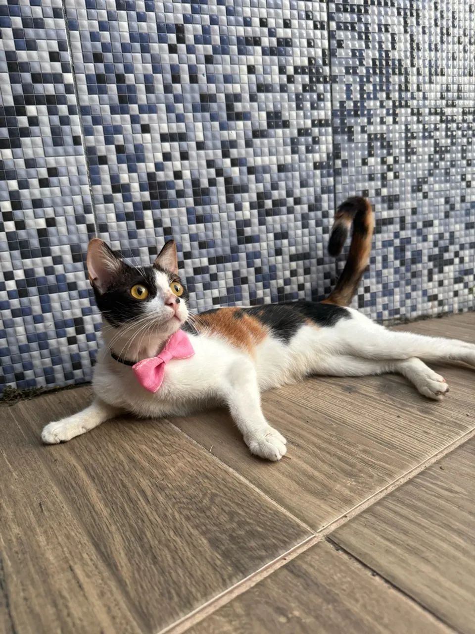 Adoção Responsável  - Foto 2