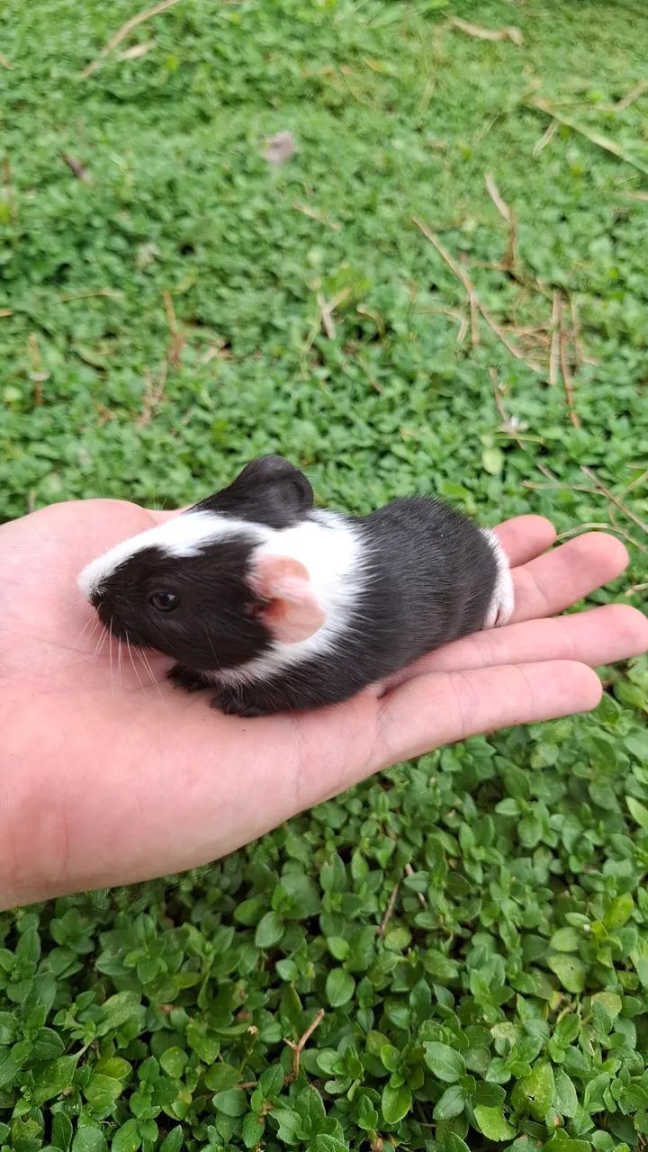 Caviário Paulina - Porquinhos da India - Foto 3