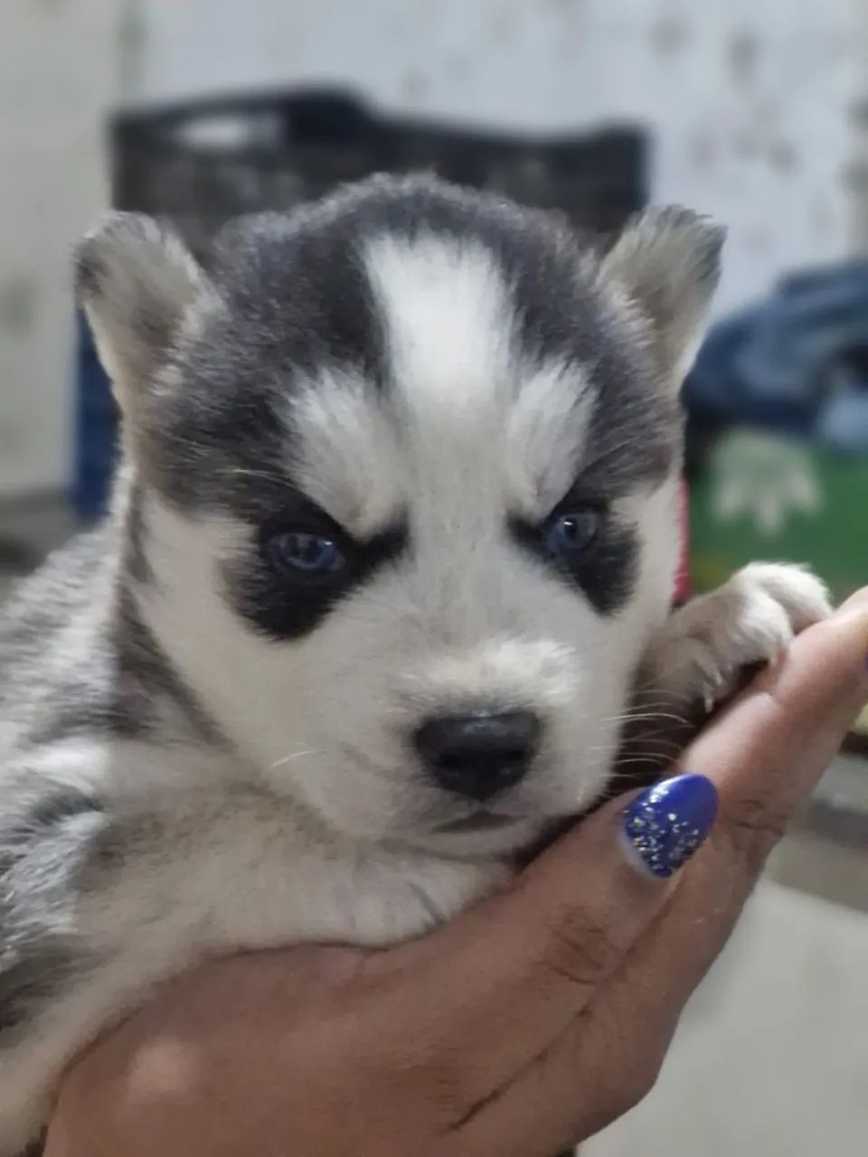 Huskey - Foto 3
