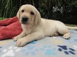 Labrador O amigo que nunca decepciona.