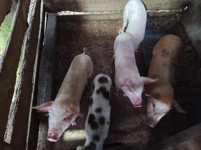 Vendo lindos leitoes com vacinações em dia, castrados prontos para engorda ou consumo - Foto 3