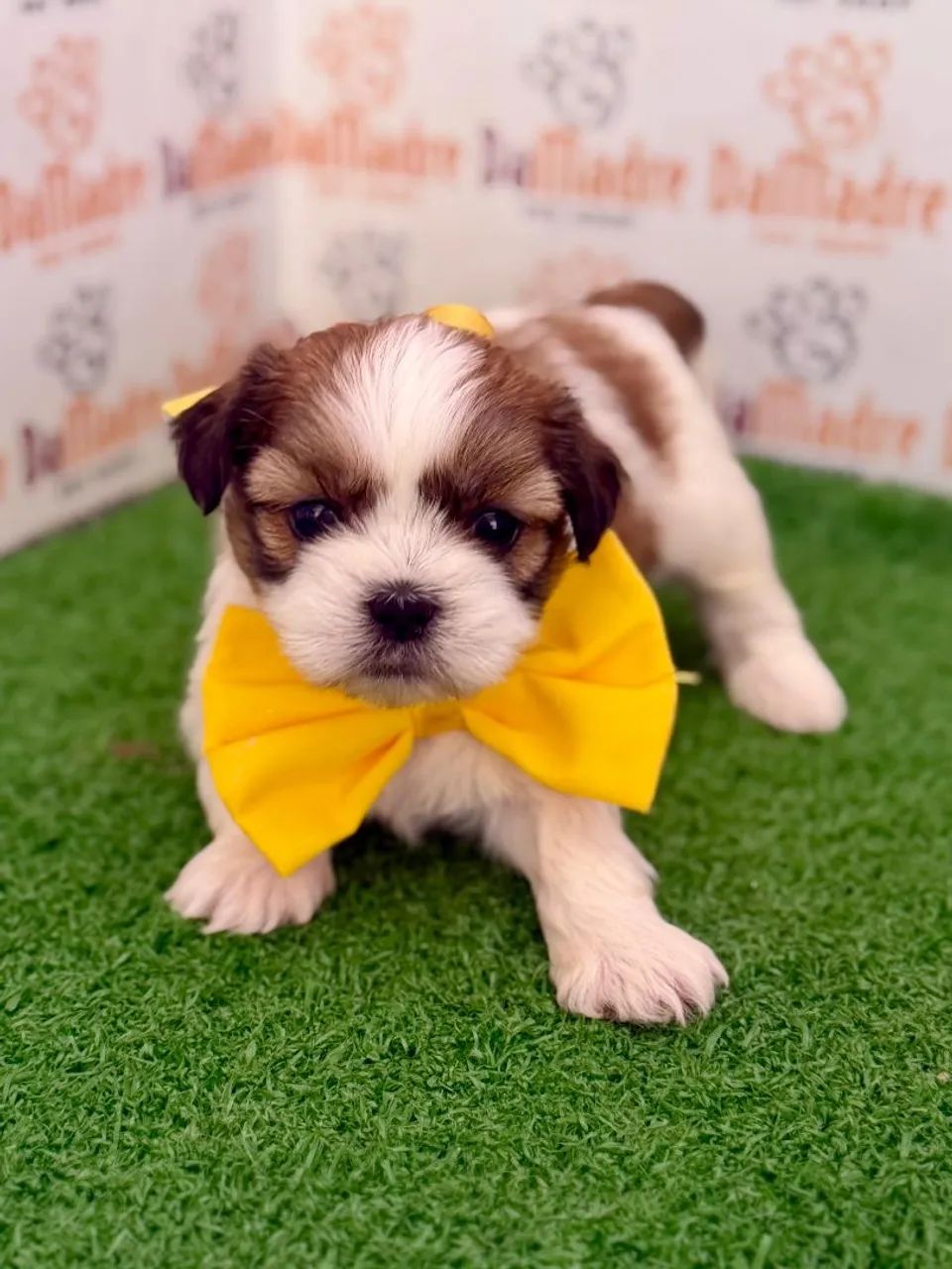 Shih-tzu Macho 